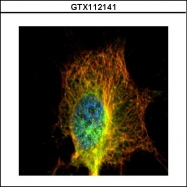 GTX112141 - alpha Tubulin / TUBA4A / TUBA1