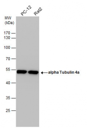 GTX112141 - alpha Tubulin / TUBA4A / TUBA1