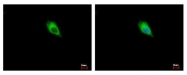 GTX113016 - Tyrosine 3-monooxygenase (TH)
