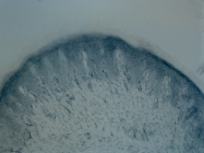 GTX113016 - Tyrosine 3-monooxygenase (TH)