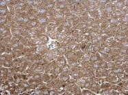 GTX113404 - Tripeptidyl-peptidase 1 (TPP1)
