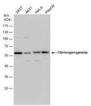 GTX113436 - Fibrinogen gamma chain