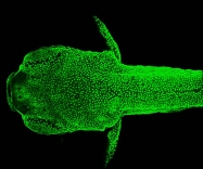 GTX113617 - GFP