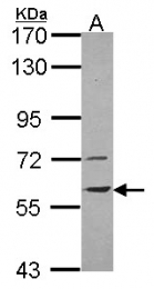GTX114212 - Vanin-1 / Pantetheinase