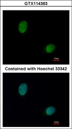 GTX114363 - Deoxyribonuclease gamma