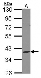 GTX114363 - Deoxyribonuclease gamma