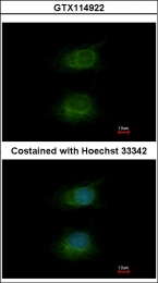 GTX114922 - Host cell factor / HCFC1