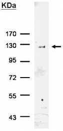 GTX115045 - 6xHistidine Epitope Tag