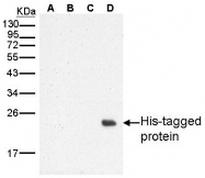 GTX115045 - 6xHistidine Epitope Tag