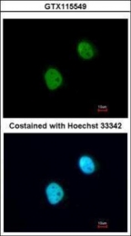 GTX115549 - Histone H3.3