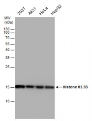 GTX115549 - Histone H3.3