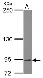 GTX116448 - Dynamin-binding protein
