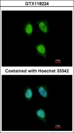 GTX118224 - Cyclophilin H / PPIH