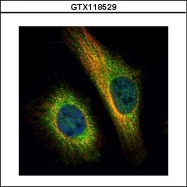 GTX118529 - Transportin-2 (TNPO2)