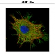 GTX118557 - Ymer