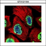GTX121184 - Histone H3.1