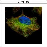 GTX121449 - ELP2 / STATIP1