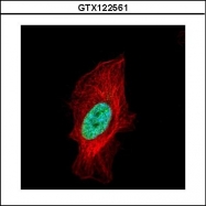 GTX122561 - Histone H1.2