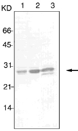 GTX12346 - 14-3-3 protein pan