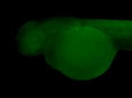 GTX124295 - Zebrafish Nucleoside diphosphate kinase