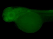 GTX124355 - Zebrafish GAD67