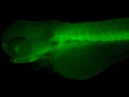 GTX124460 - Zebrafish GAD67