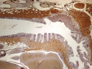 GTX124471 - Zebrafish Nucleoside diphosphate kinase