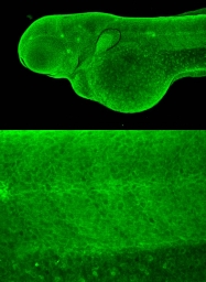 GTX124476 - Zebrafish Septin 7b