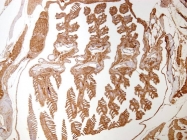 GTX124484 - Zebrafish alpha 1b Actin