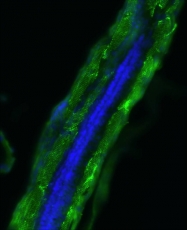 GTX124484 - Zebrafish alpha 1b Actin
