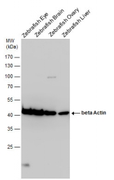 GTX124501 - Beta-actin-1