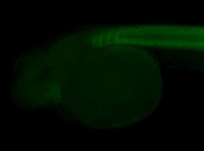 GTX125242 - Zebrafish alpha 1b Actin