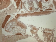 GTX125242 - Zebrafish alpha 1b Actin