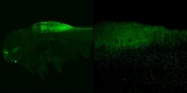 GTX125986 - Zebrafish crabp2a