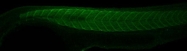 GTX128985 - Beta-actin-1