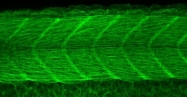 GTX129651 - Beta-actin-1