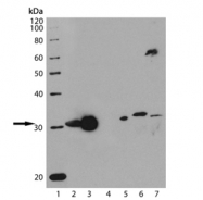 GTX13248 - Heme oxygenase 1 / HMOX1