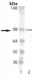 GTX13538 - Estrogen receptor alpha