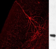 GTX13970 - GFP