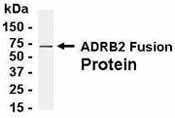 GTX13989 - Beta-2 adrenergic receptor