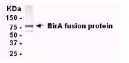 GTX14002 - Bifunctional protein birA