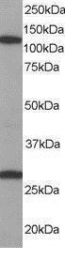 GTX15840 - RanBP7 / Importin-7