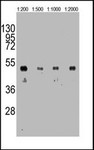GTX16918 - HA Epitope Tag (YPYDVPDYA)