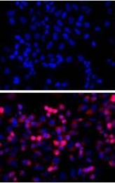 GTX18184 - 6xHistidine Epitope Tag