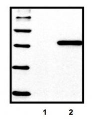 GTX18184 - 6xHistidine Epitope Tag