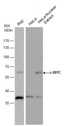 GTX20032 - c-Myc Epitope Tag (EQKLISEEDL)