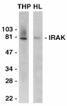 GTX20238 - IRAK1