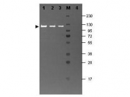 GTX20616 - Beta-galactosidase tag