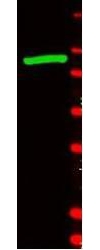 GTX20616 - Beta-galactosidase tag