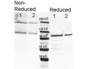 GTX20616 - Beta-galactosidase tag